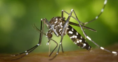 Dengue Symptoms And Ayurveda Treatment
