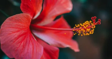 Benefits Of Hibiscus/Gudhal Flower